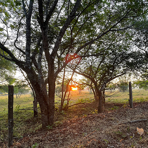 amanecer llanero